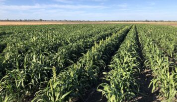 Zimbabwe Farmers Rejoice as Rainfall Revives Hopes for a Bumper Harvest